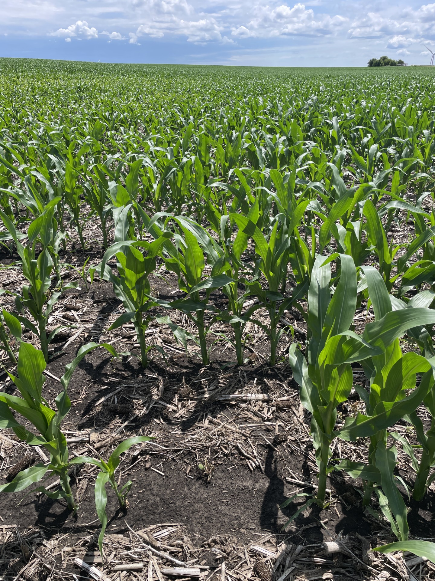 Early Corn Rows of early season corn in a field of dark soil. A cloudy blue sky is visible in the distance. The upper right corner shows a copse of trees and a wind turbine.