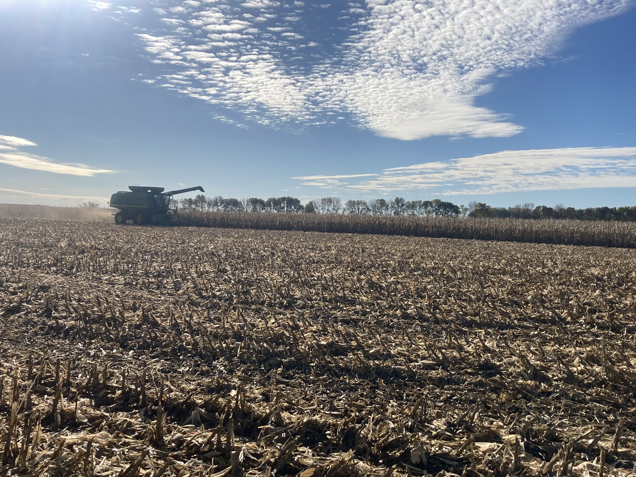 A combine harvesting corn