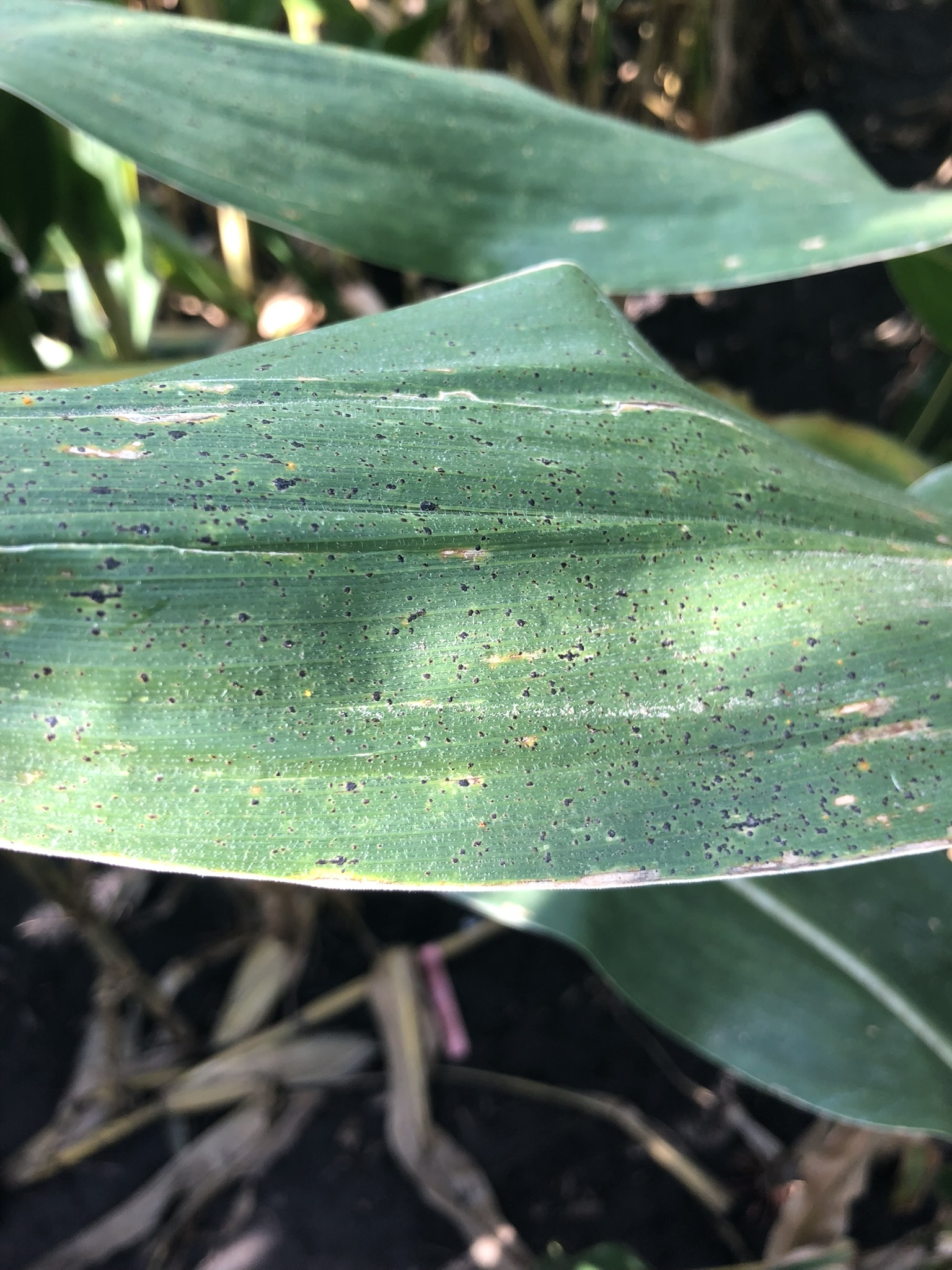 Tar spot on corn