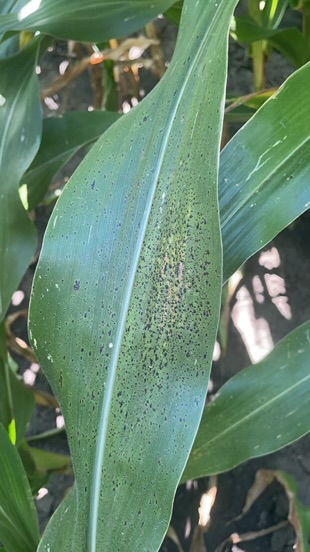 A corn leaf with tar spot