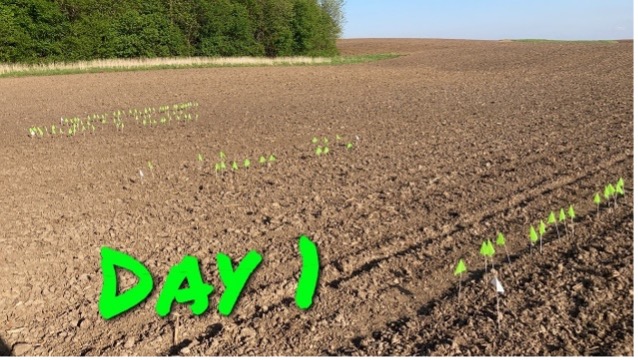 first day of early planting