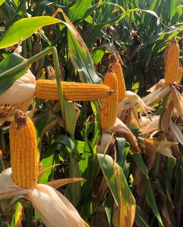 AgriGold Field GX G hybrid field corn