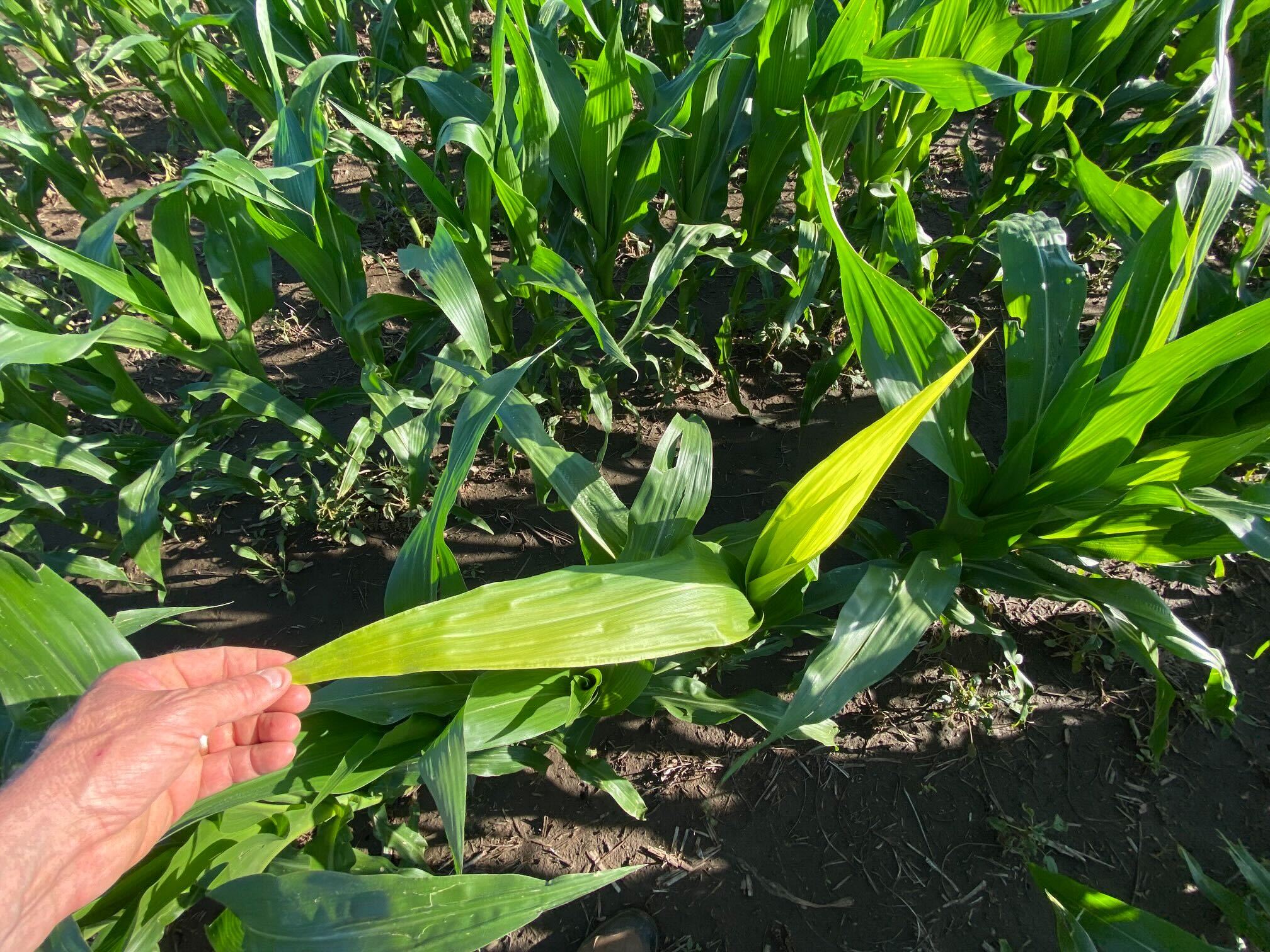 example of rapid growth syndrome